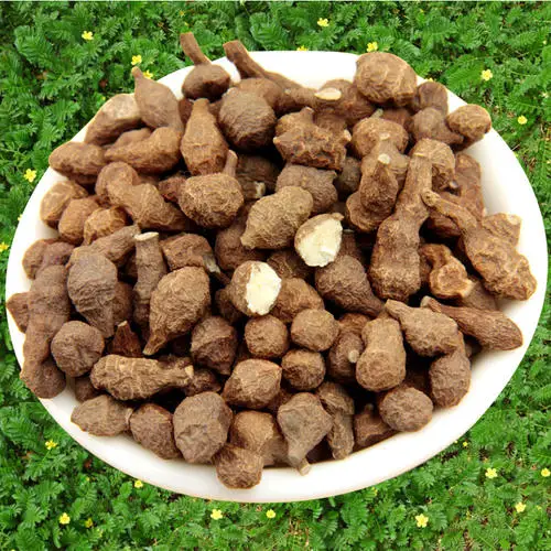 

Wild fern hemp fresh special non-Lanzhou Gannan ginseng fruit Tibet sulfur-free nettle 500g