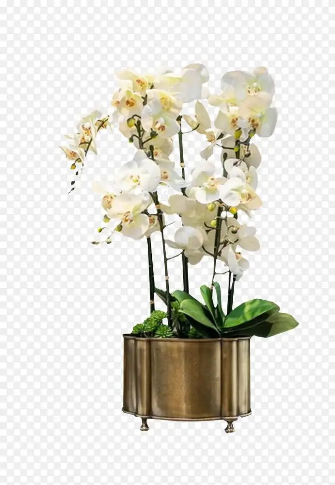 兰花白色载体 盆栽白兰花铃png图片素材免费下载 图片编号 Png素材网