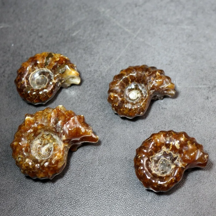 Натуральный Полированный аммонит окаменелость Образец древней морской Fossil образец Палеонтологическая окаменелость геологические учебные материалы