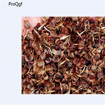 

Ngryise 3000pcs Coreopsis grandiflora
