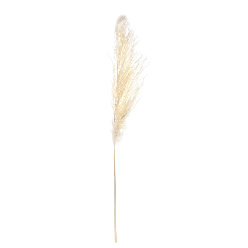 1 шт. натуральные фрагмиты сушеные растения пампасы трава свадебный цветок букет сырой цвет Рождественский подарок - Цвет: Белый