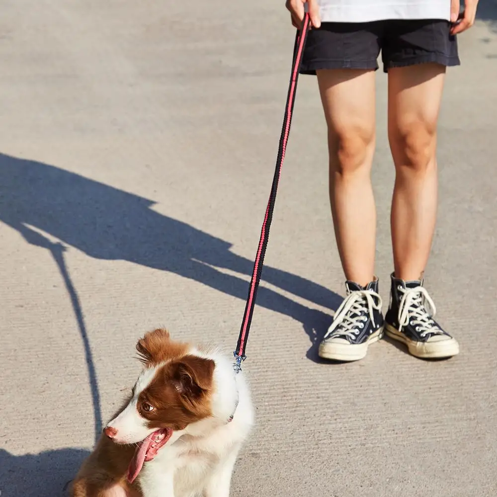 

Dog Collar and Bungee Dog Leash, Adjustable Nylon Dog Collar with Metal D-Ring & Buckle, for Small Medium and Large Dogs
