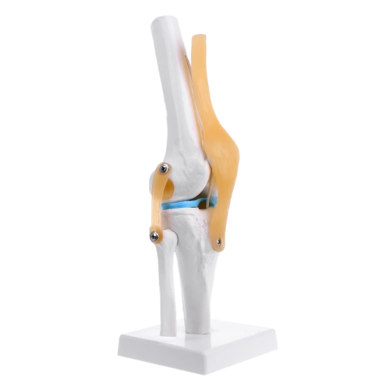 

Human Anatomical Knee Joint Flexible Skeleton Model for Learning Aid Anatomy