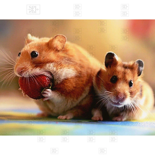 5D DIY Diamond Painting medium Diy Diamond Painting Full Square/round Cute Hamster Mosaic 5D Animal Cross Stitch Kits Embroidery Home Art Decor Diamond Gift full drill crystal rhinestone diamond painting