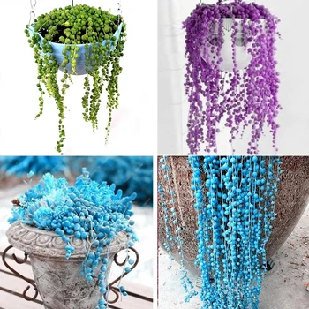 

Succulent Anti-Radiation Flower Pearl Chlorophytum Seeds Potted Plant