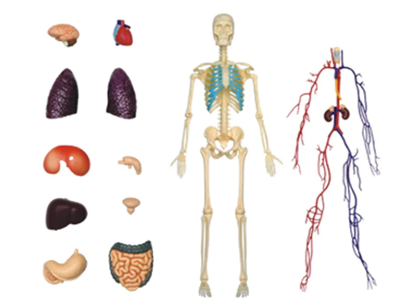 4D 1:6 прозрачный и 22 деталей мягкими человеческого тела внутренний орган, Анатомия для медицинской учебной модели головоломка сборки Игрушка