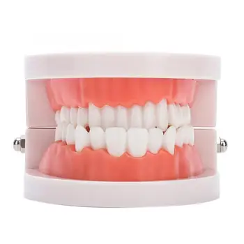 

False Teeth Dental Denture Gums Model 28Pcs PVC Standard Adult Teeth Model Medical Teaching Tool Teeth Dentures Durable Using