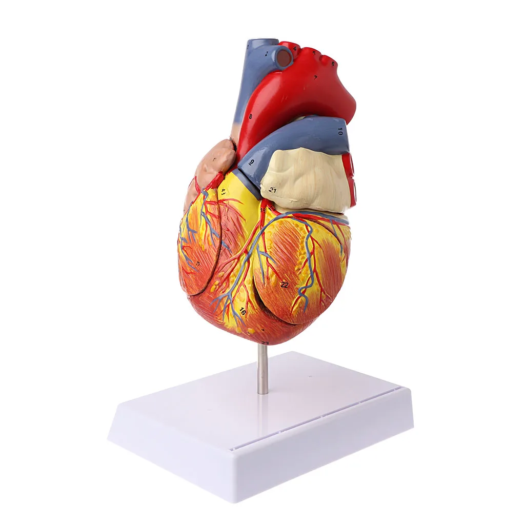 

Drop Ship Disassembled Anatomical Human Heart Model Anatomy Medical Viscera Organs Medical Teaching Resource Tool