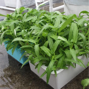 

10L 24Holes Plant Site Hydroponic Garden Pots Planters System Indoor Cabinet Box Grow Kit Bubble Nursery Pots