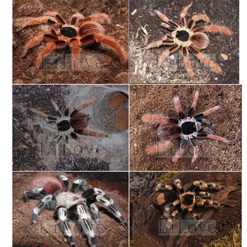 

red spider full drill Mosaic 5D Diy Diamond Painting Cross Stitch Kits room decor Embroidery aniaml Needlework Stickers FG1952