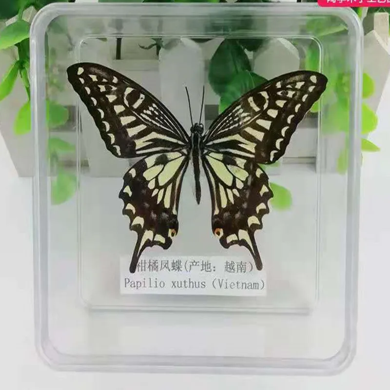 1PCS Natural Real Butterfly Specimen box Colorful Mixed Pretty Butterfly Education Teaching Home Decor Artwork Material gift DIY 5