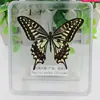 1PCS Natural Real Butterfly Specimen box Colorful Mixed Pretty Butterfly Education Teaching Home Decor Artwork Material gift DIY 5