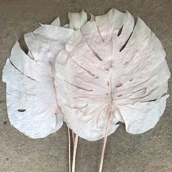 

5PCS/Dry Natural Fresh Preserved Dorsal Lobe Of Tortoise,Eternal Dried Large Monstera Leaves,Christmas Leaf,Wedding Decoration