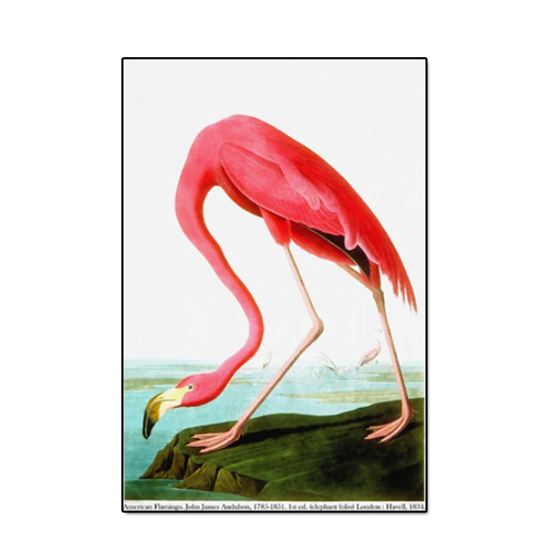 Плакат, холст, живопись с животными, Розовый фламинго, картина маслом, настенные художественные картины для гостиной, Куадрос, домашний декор, без рамки - Цвет: American Flamingo