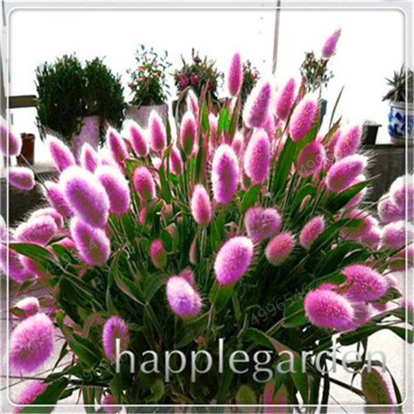 Ornamental-Grasses-Bonsai-100-Pcs-Bunny-Rabbit-Tails-Grass-Plants-Bonsai-Adorable-Ornamental-Lawn-Grass-DIY.jpg_640x640 (7)