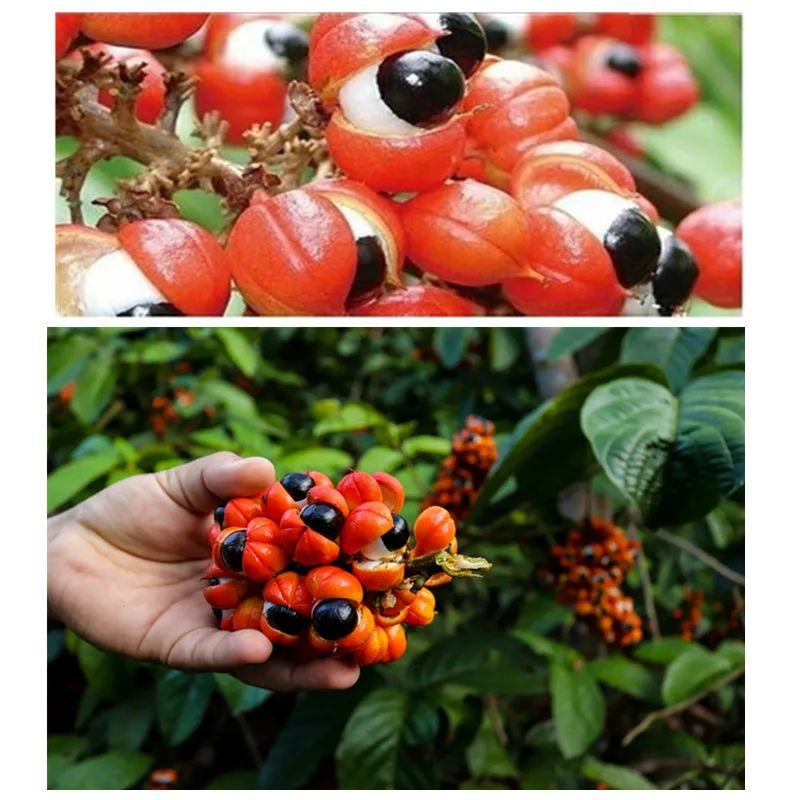 10 шт. Guarana супер фрукты тонкий для похудения потери сжигания живота сжигатель целюллитного жира Пластыри для детоксикации диетические продукты