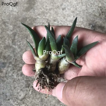 

Ngryise 3pcs a set Ariocarpus retusus