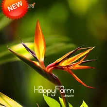 Новинка! комнатного цветы стрелиция Сад бонсай многолетние Орхидея гибридные растения райская птица 100 шт./упак.,# 70E1PM