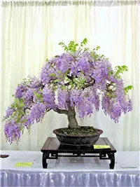 10 pcs Wisteria