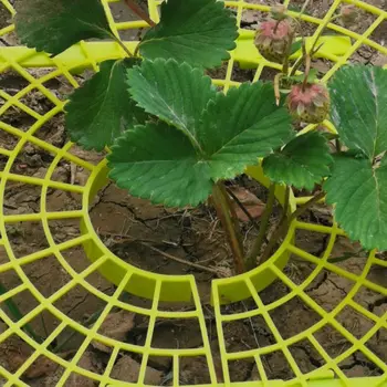 

Strawberry Plastic Rack For Strawberry Gardening Supplies 5 Pcs Strawberry Plant Support Cradle Rack