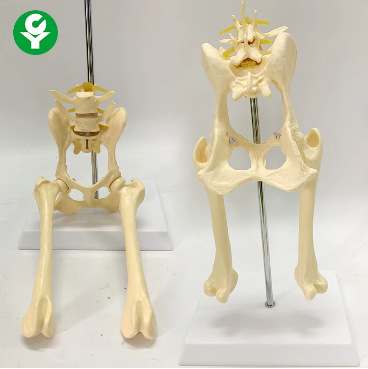 Ceinture abdominale pelvienne pour chien, modèle de squelette Animal,  enseignement, démonstration | AliExpress