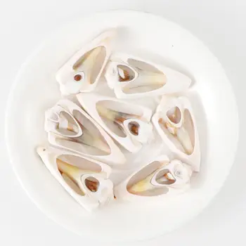 

60Pcs Natural Cowrie Shell Natural Spiral Shells Slices Smooth Cut Beach Seashells Beads With Holes Jewelry Making