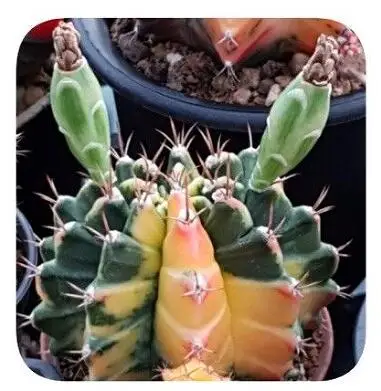 22 20 шт Gymnocalycium смешанные для Домашнего Цветоводства - Цвет: 22
