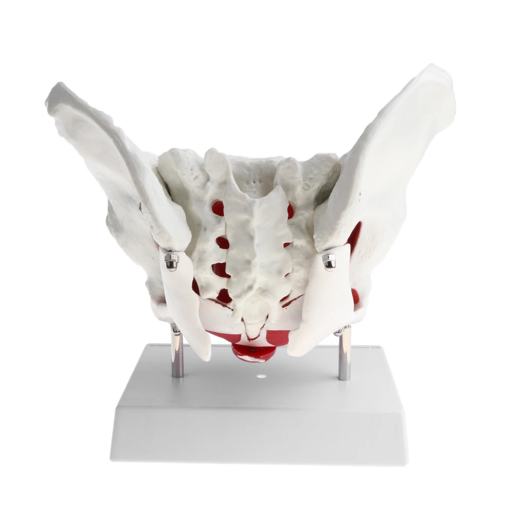 Female Pelvis Model with Ligaments Muscles and Organs | Pelvis Skeleton Model | Human Anatomical Models