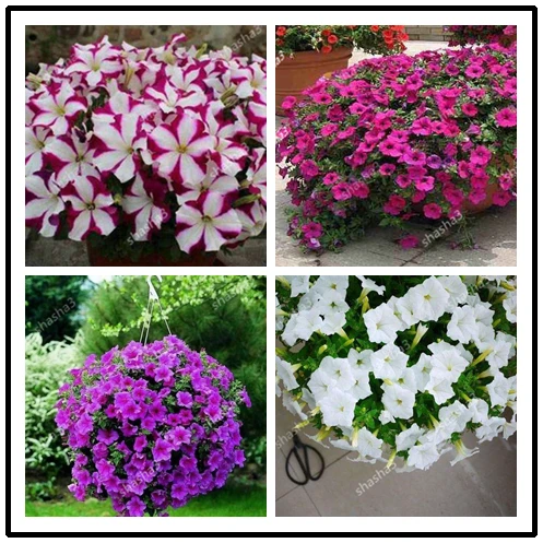 

100 Pcs/bag Double Petals Petunia Bonsai Flower Plants Short Height Garden Flowers Ornamental bonsai Indoor or Ourdoor Plant Po
