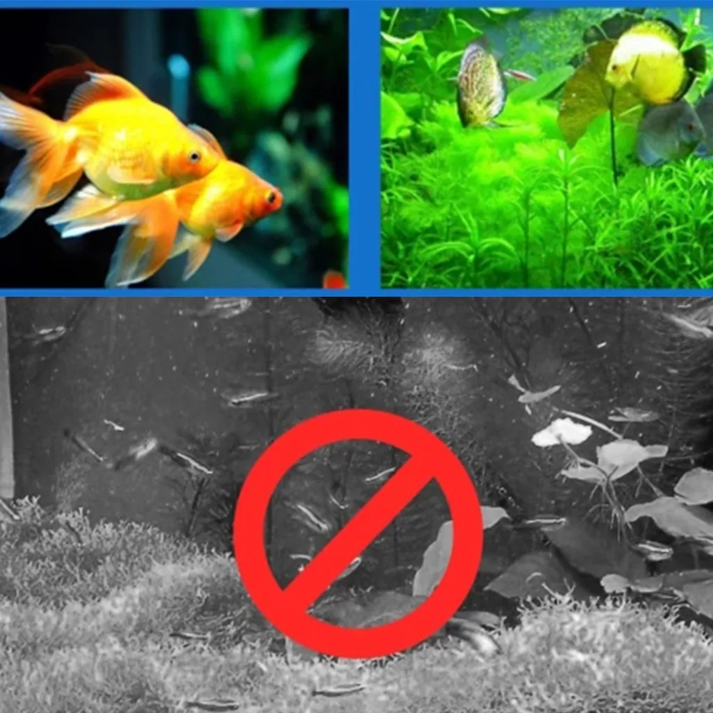 High Capacity Aquarium Algaecide Aquatic Algae Control Algae Detergent Purification Water Hot Selling Support Wholesale