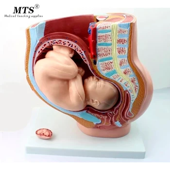 

Female Pelvic with Full-term Fetal Model Pregnancy Development Nine Months of Fetus Uterine Reproductive Model