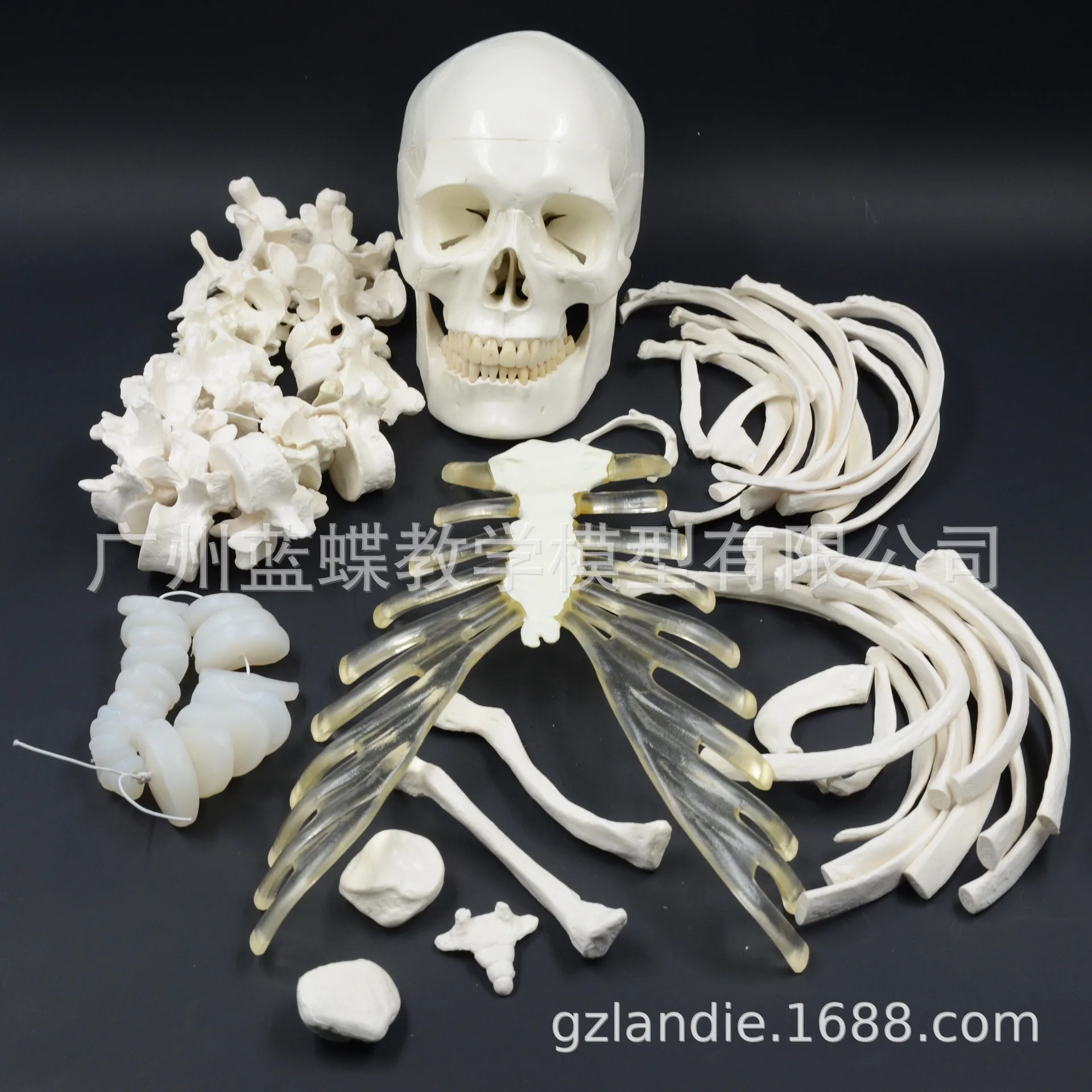 

170CM Powder Bone Model Scapula Humerus Sternal Ribs Ulna Radius Hip Iliac Patella Fibular Tibial