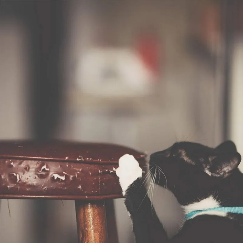 5 м Cat Анти-Царапины клейкие ленты рулон предотвращения защиты кошки царапины мебель протектор прозрачная наклейка диван/дверь/пол против царапин