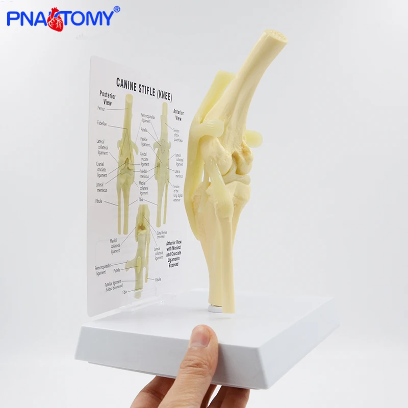 Life Size Canine Knee Model Dog Joint Anatomical Model with Key Card Manual Animal Skeleton Anatomy Medical Science Gift