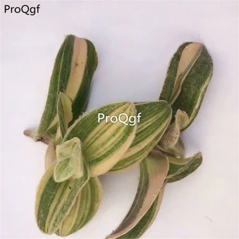 

Ngryise 5Pcs A Set Tradescantia sillamontana