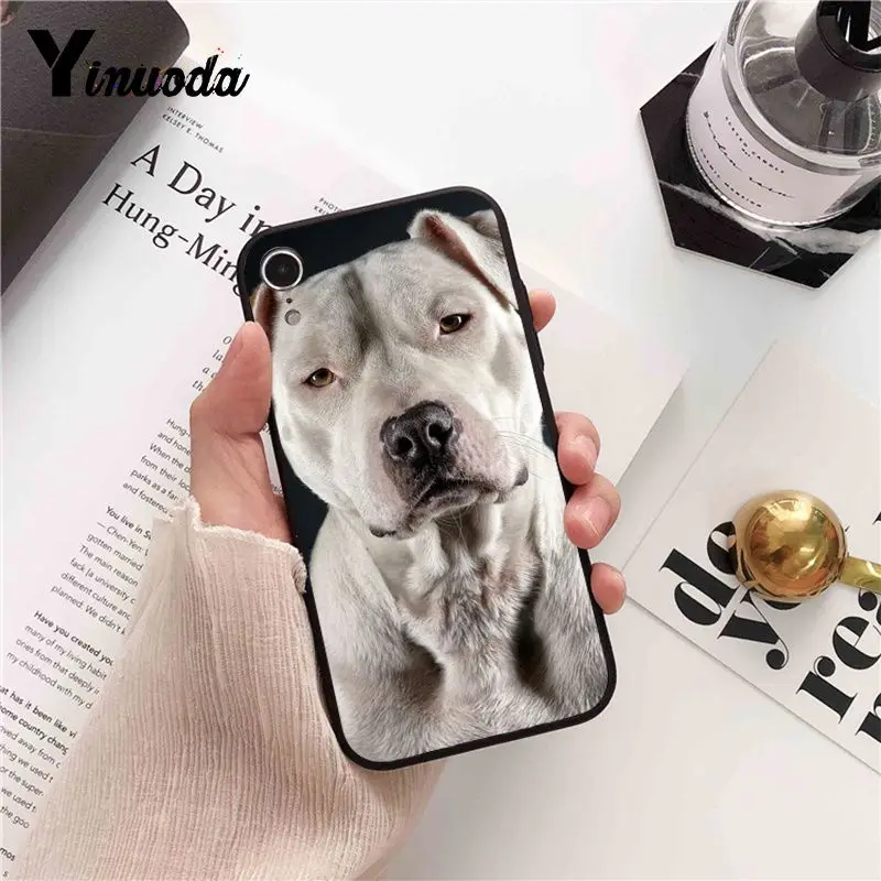 Pit Bull Lovely Pet Dog Pitbull