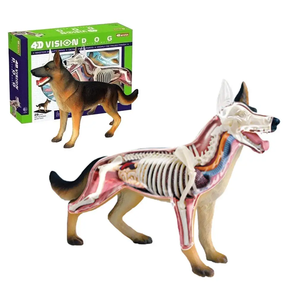 

4D Vision Medical Dog Anatomy Model Skeleton Anatomical Model Fully Detachable Organs Body Parts Kids Science Educational Toys