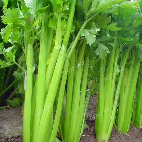 200-Pcs-Parsley-Bonsai-Concentrated-Flavor-And-Tender-Crisp-Celery-Bonsai-small-home-garden-cultivati-Free (4) - 副本