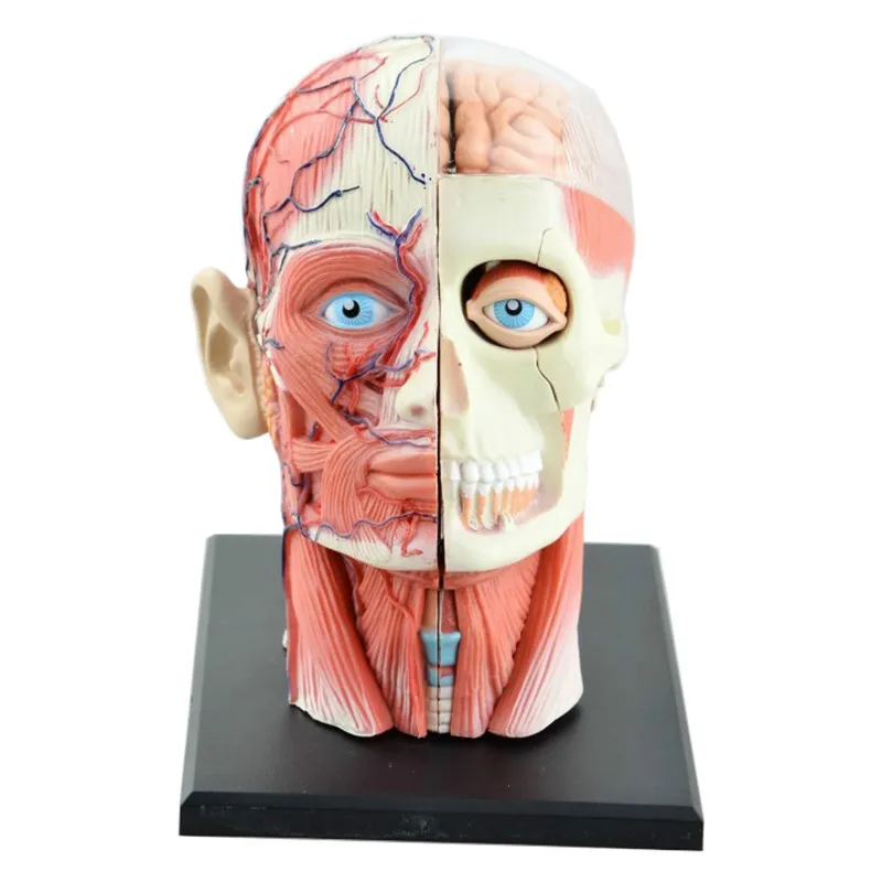 4d montado humanos esqueleto anatômico modelo cérebro nasal oral faringe laringe cavidade modelo anatômica explodiu crânio educação brinquedo