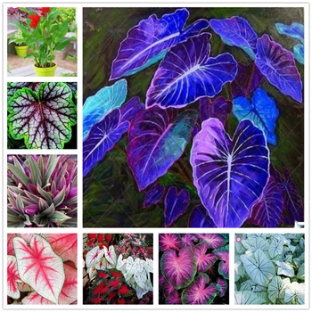 

Plant Black Flower Hand Creams Large Leaf Essence 100Pcs P5N-91