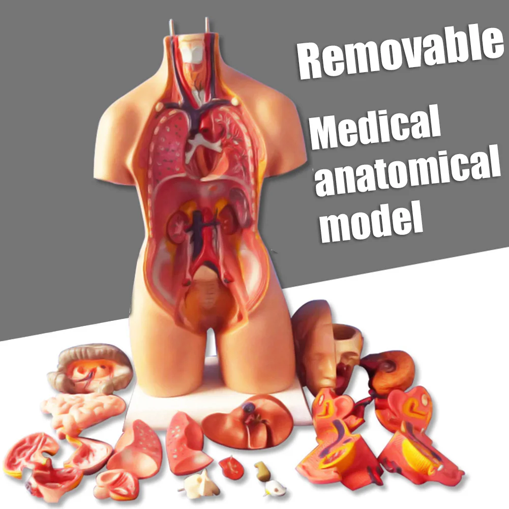 1Set 4D Anatomical Assembly Model Of Human Organs Home Room DIY Decoration Accessories Ornament Small Size Model Dropshipping