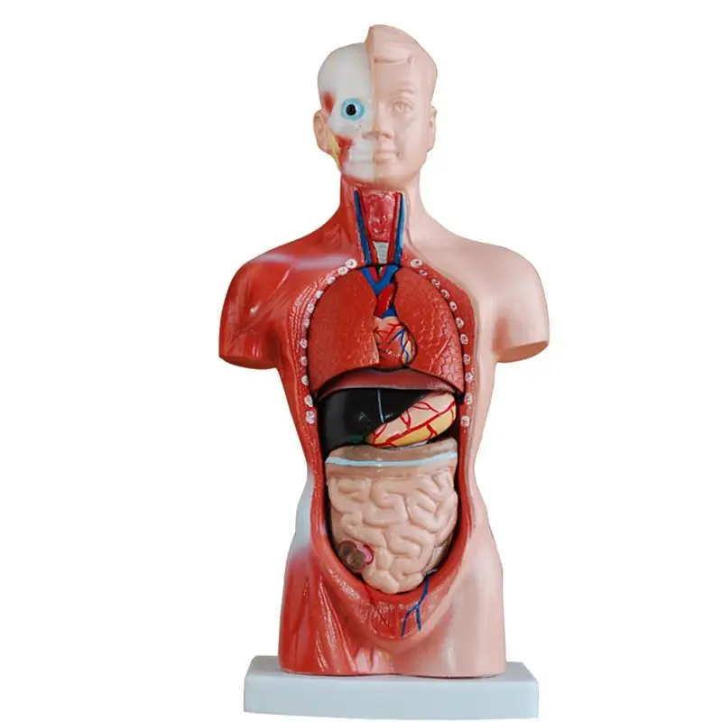 

1 Set Human Torso Model Disassemble Teaching Prop Biology Anatomical Model Learning Internal Trunk Organs Accessory Toys 28CM