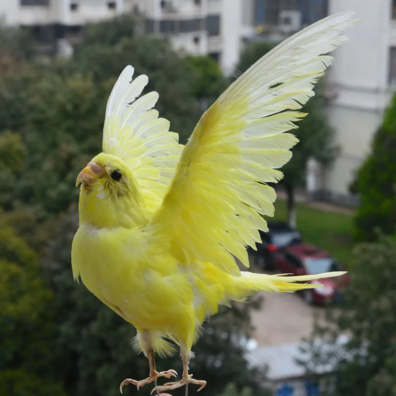 

Taxidermy stuffing Eurasian yellow colour Melopsittacus undulatus / Budgerigar Budgie Parrot specimen Teaching / Decoration &