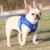 Светоотражающая Безопасность Pet Dog Жгут и Поводок Набор для Маленьких Средних Собак Cat Жгуты Жилет Щенок Нагрудный Ремень Мопс Чихуахуа Бульдог