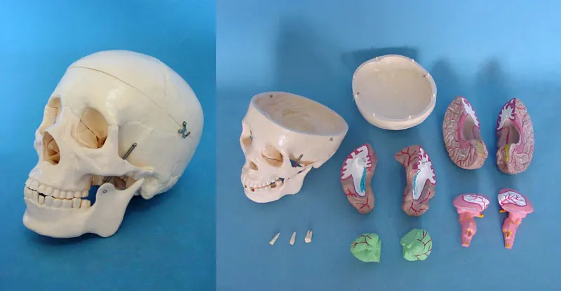 

13parts 1:1 life size Human Skull Brain Model Skeleton Medical Teaching Specimen Model