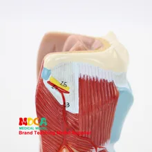 Сплит 2 части щитовидной паратироидной горла дыхательная система ларингеальная анатомическая модель обучения медицине Mhl001