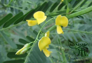 

Sesbania Cannabina Sesbania Pea Yellow Pea Bush Tian-Jing