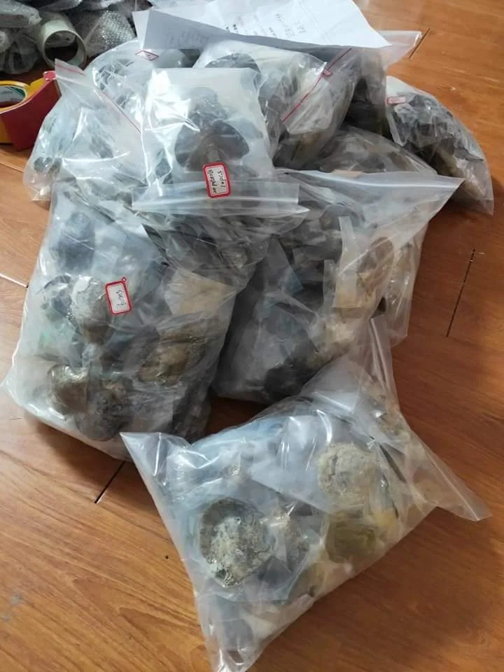 

100 freshwater oysters and 100 saltwater oysters for Gaby FB203