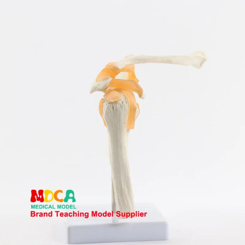 Функциональная модель кости плечевого сустава для обучения с медицинского использования модель лопатки для суставов обучение медицине Mgj003
