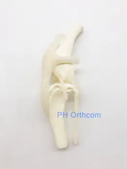 

Canine(Dog) Knee Osteological Veterinary Models for Education Use